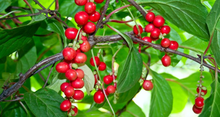 Schisandra