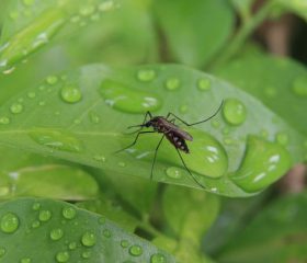 Ahuyentar a los mosquitos de forma natural