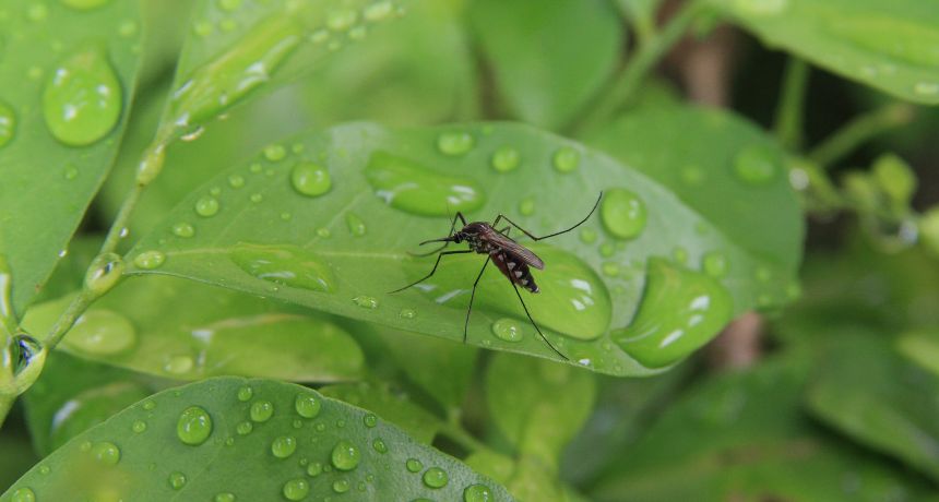 Ahuyentar a los mosquitos de forma natural