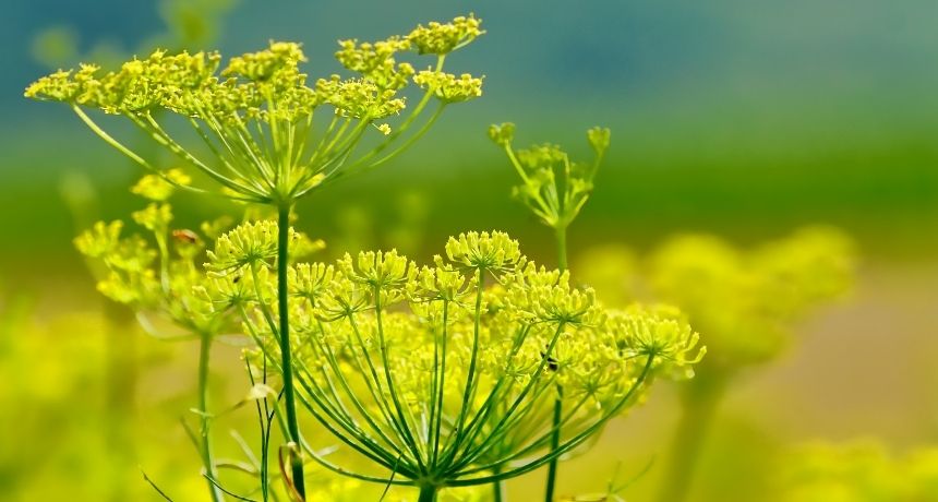 Plantas para cuidar tu sistema digestivo