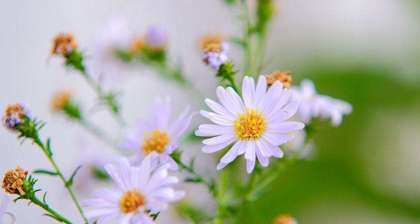 Plantas para cuidar tu sistema digestivo