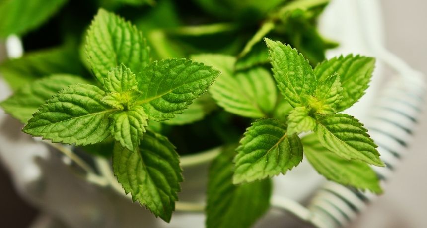 Plantas para cuidar tu sistema digestivo