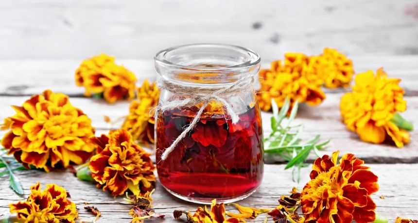 Plantas para cuidar tu sistema digestivo