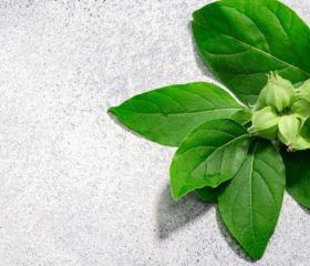 Que son las plantas adaptogenas