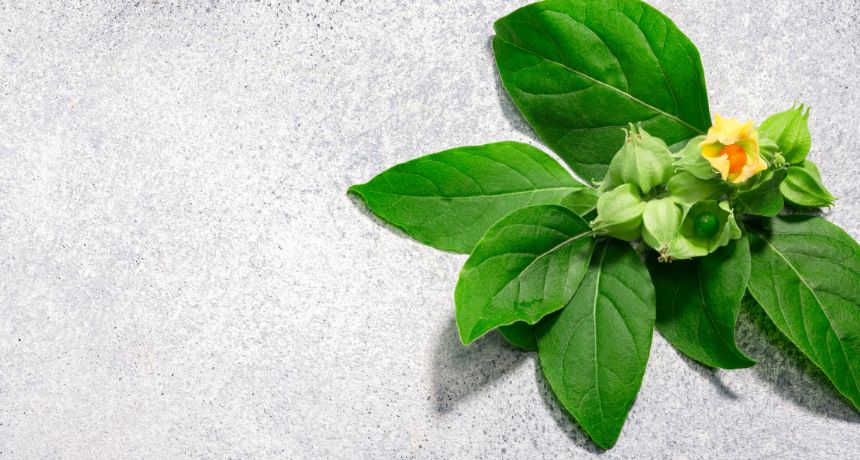 Que son las plantas adaptogenas