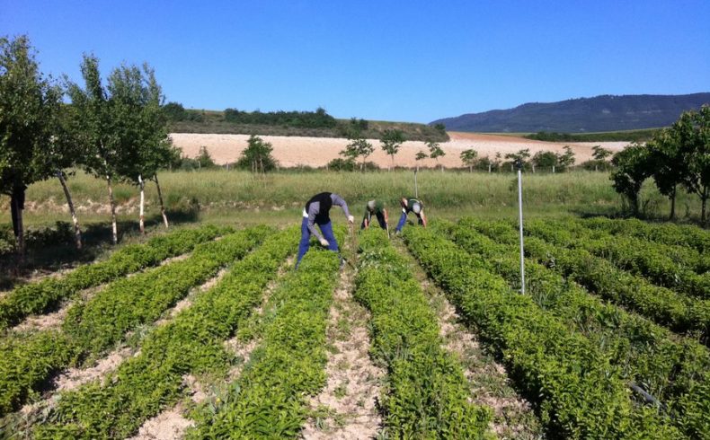 sistema-plantacion sistema-plantacion